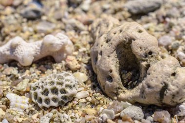 Makro desen parçalardan kabukları ve mercan sahilde