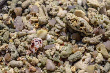 Makro desen parçalardan kabukları ve mercan sahilde