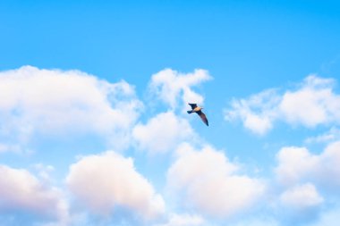 parlak mavi gökyüzü bulutlar ve uçan kuş