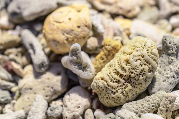 Macro Pattern Pieces Shells Corals Beach — Stock Photo, Image