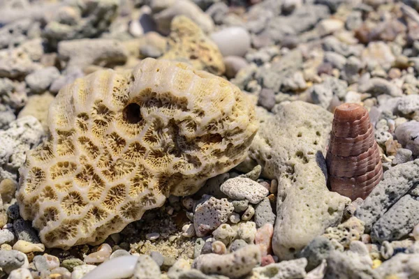 Macro Pattern Pieces Shells Corals Beach — Stock Photo, Image