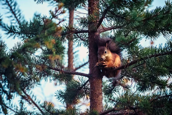 Scoiattolo Rosso Zenzero Sui Rami Pino Nella Foresta Autunnale — Foto Stock