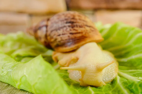 Yellow Big Achatina Snail Green Salad Surface Table — Stock Photo, Image