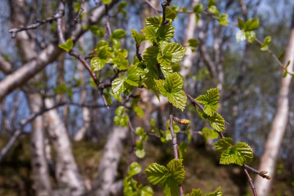 Зеленые свежие березовые листья весной — стоковое фото