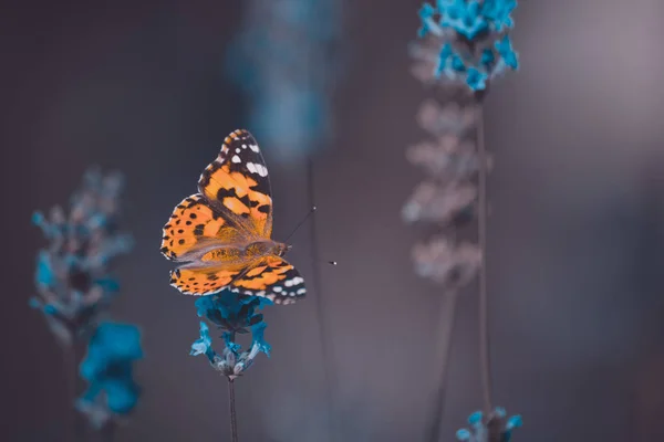 Borboleta laranja em flores azuis em um fundo borrão — Fotografia de Stock