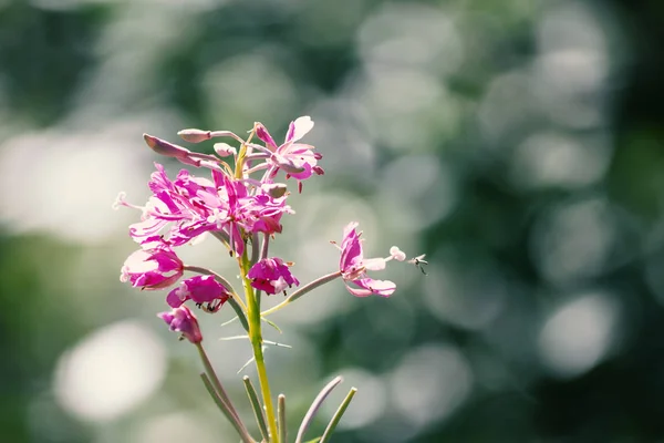 Fleurs d'asclépiade pourpre rapprochées sur un fond flou — Photo