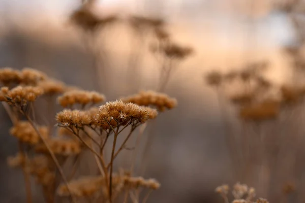 日落阳光下乌伯尔感植物的剪影 — 图库照片