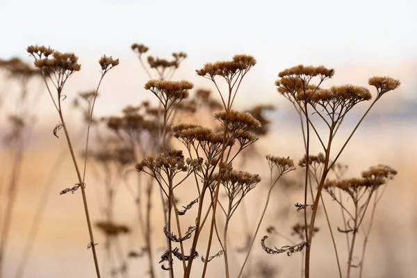 Silhouettes d'une plante ombellée au soleil couchant — Photo