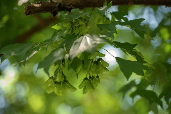 Зеленый фон из листьев и плодов кленового дерева — стоковое фото
