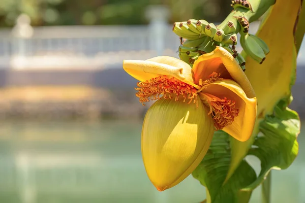 Flor florescente de banana e pequenos frutos em um jardim de verão — Fotografia de Stock
