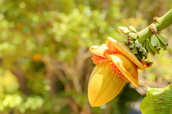 Fioritura di fiore di banana e piccoli frutti in un giardino estivo — Foto Stock