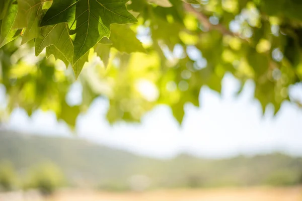 Fundo verde de folhas e frutos de árvore de bordo no dia ensolarado — Fotografia de Stock