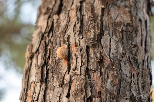 Corteza marrón texturizada de gran árbol del sur —  Fotos de Stock