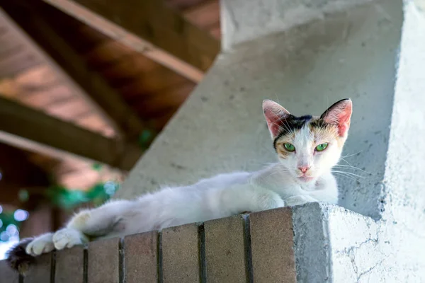 Yeşil gözlü beyaz benekli kedi — Stok fotoğraf