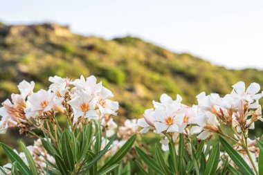 Yaz akşamı yaprakları ile bir oleander beyaz çiçekler