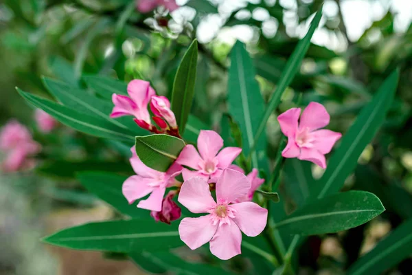 Rosa blommor av en Oleander med löv i sommarkväll — Stockfoto