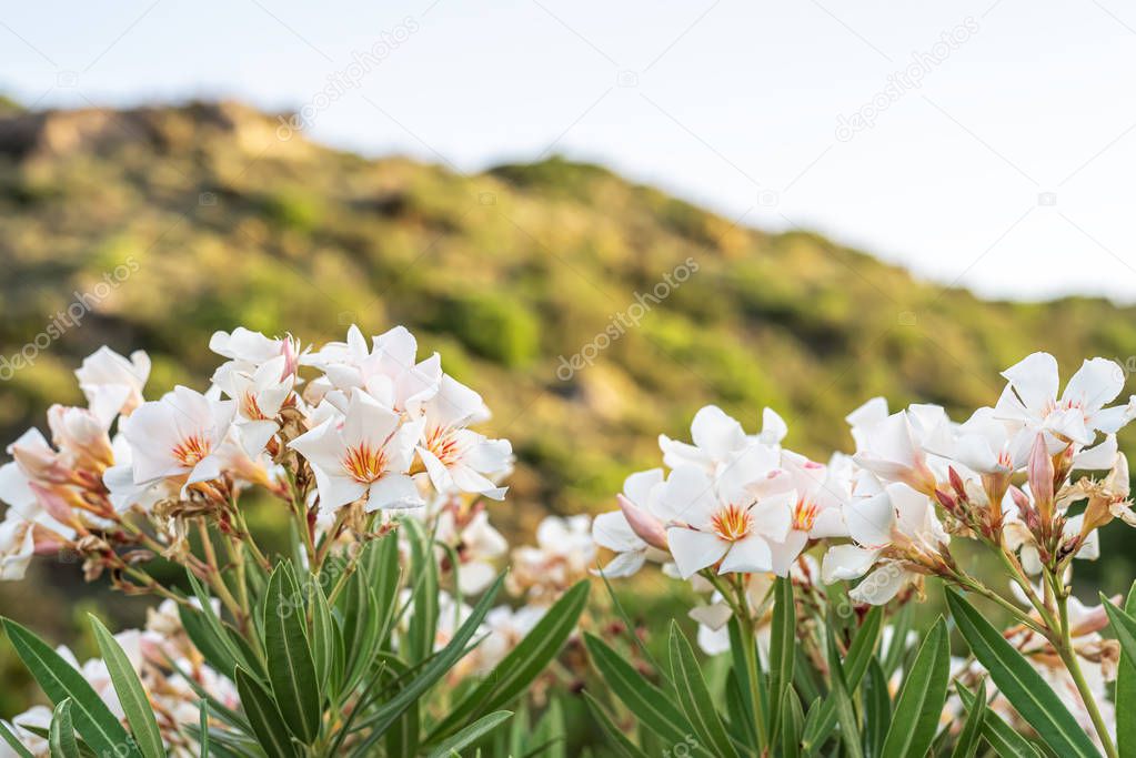 White flowers of an oleander with leaves in the summer evening