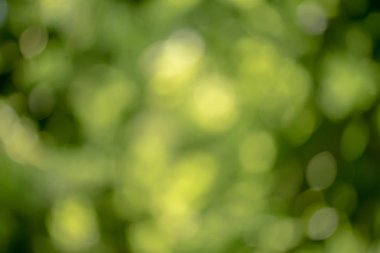 Canlı yeşil zümrüt renk arka plan parlak yuvarlak ışık bokeh