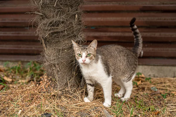 Bahçede sarı gözlü küçük güzel yerli kedicik — Stok fotoğraf