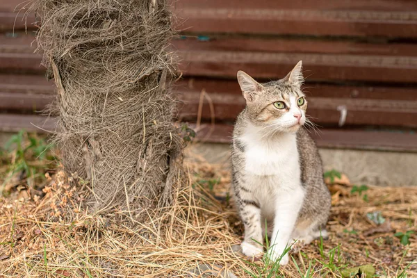 Pequeno gatinho doméstico agradável com olhos amarelos no quintal — Fotografia de Stock
