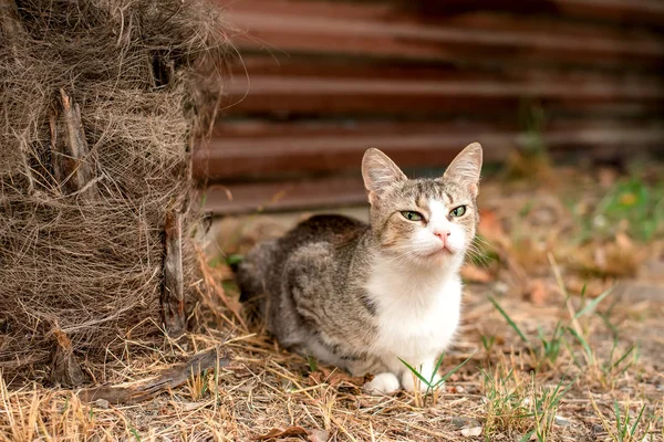 Bahçede sarı gözlü küçük güzel yerli kedicik — Stok fotoğraf