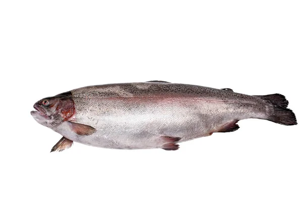Le grand tout un poisson saumon isolé sur un fond blanc — Photo