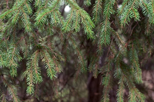 Πράσινα κλαδιά από αειθαλή δέντρα με βελόνες — Φωτογραφία Αρχείου