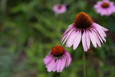 Çiçeklenme Ekinezya çiçeği, Ekinezya purpurea, Mor çiçekler çok yıllık bitki.