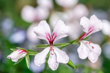 İlkbaharda küçük beyaz çiçek Makro fotoğraf