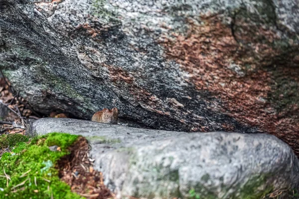 Arctic animal lemming hiding among rocks in mountain tundra in North of Scandinavia or Kola Peninsula.