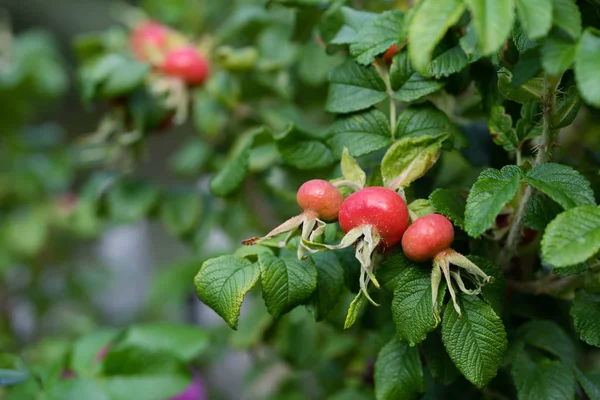 Rosehy s mnoha zářivě červenými plody a zelenými listy — Stock fotografie