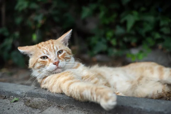 Shaby vermelho sem-teto gato deitado no chão da rua — Fotografia de Stock