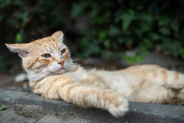 Shaby vermelho sem-teto gato deitado no chão da rua — Fotografia de Stock