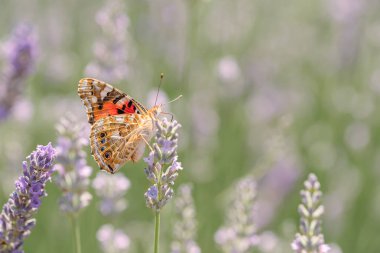 Kırmızı hükümdar kelebeği makro fotoğrafı