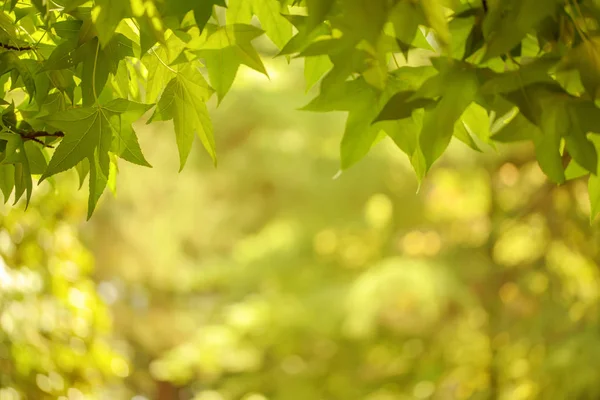 Зеленый фон из листьев и клена — стоковое фото