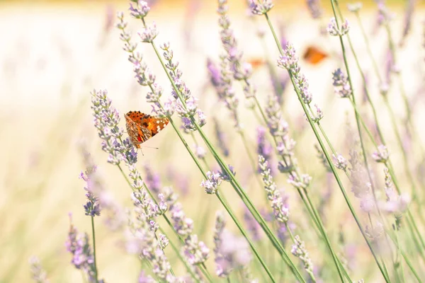 La macro photo d'un papillon monarque rouge — Photo