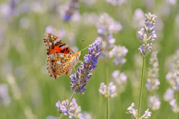 Kırmızı hükümdar kelebeği makro fotoğrafı