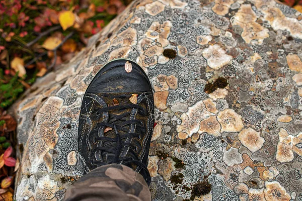 Pattern texture of round stones which have grown — Stock Photo, Image