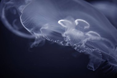 Sea Moon denizanası derin koyu mavi suda