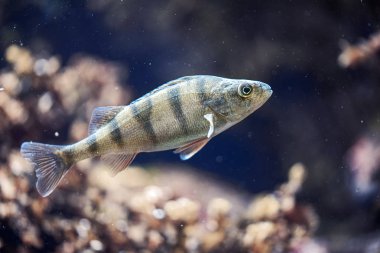 Balık derin koyu mavi suda yüzer