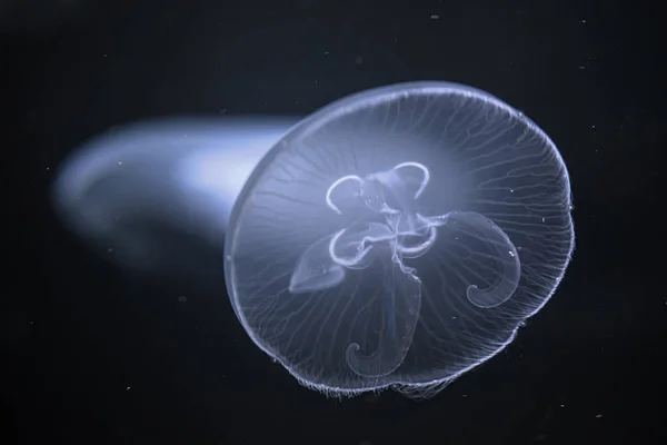 Mořský měsíc medúzy v tmavě modré vodě — Stock fotografie