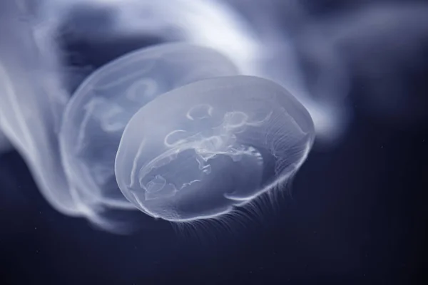 Sea Moon Jellyfish w głębokim ciemnoniebieskim wody — Zdjęcie stockowe