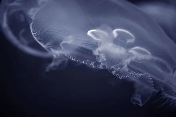 Sea Moon jellyfish in the deep dark blue water