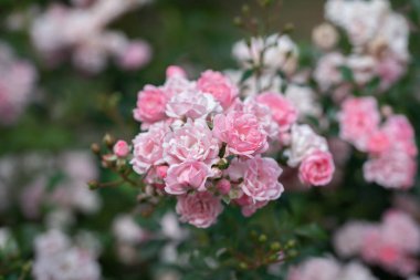 Yeşil yaz bahçesinde çalı pembe çiçekaçan gül çiçekleri