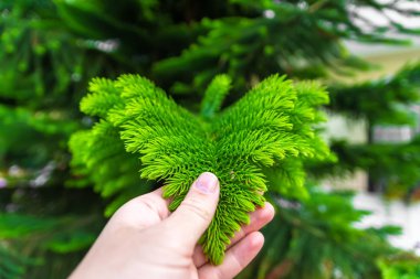 İnsanlarda Ev Çam veya Araucaria heterophylla el closeup