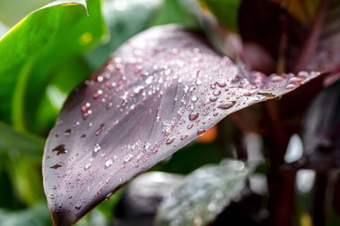 Çiğ damlaları ile taze yeşil bırakın yakın