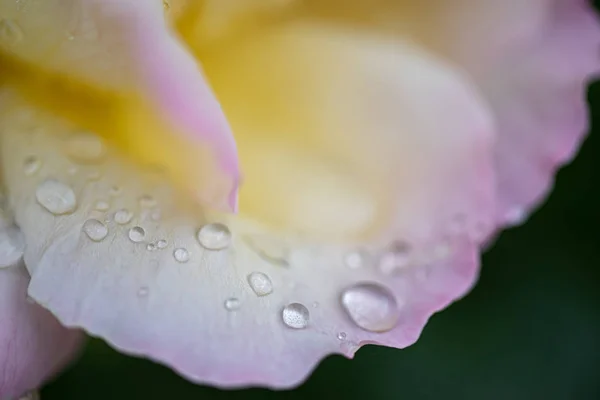 Vackra färgglada Rosen kronblad med vattendroppar på den — Stockfoto