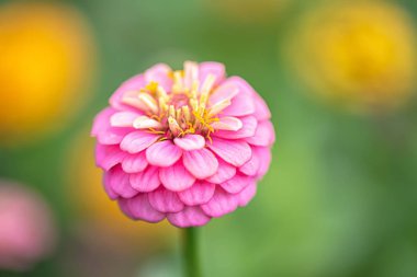 Resmi bahçede Zinnia elegans veya cinnya