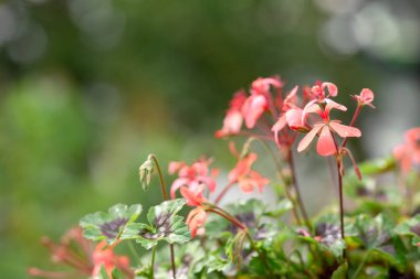 Açık bahçede parlak pembe mercan lobelia çiçekler