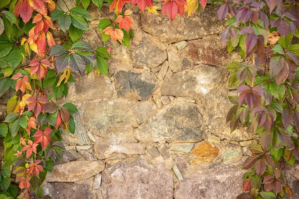Старая Коричневая Стена Дома Покрыта Красными Зелеными Листьями Плюща — стоковое фото
